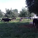La Vache Contente
