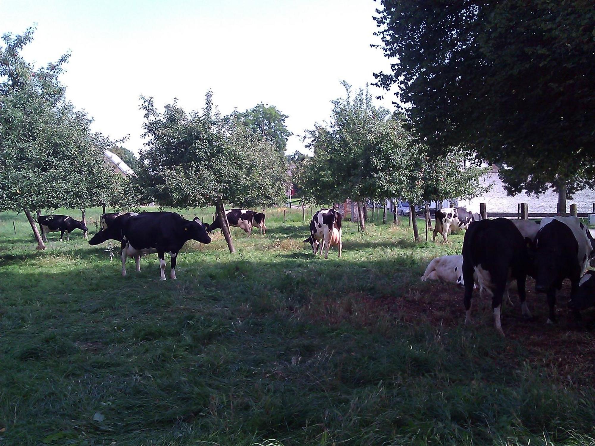 La Vache Contente